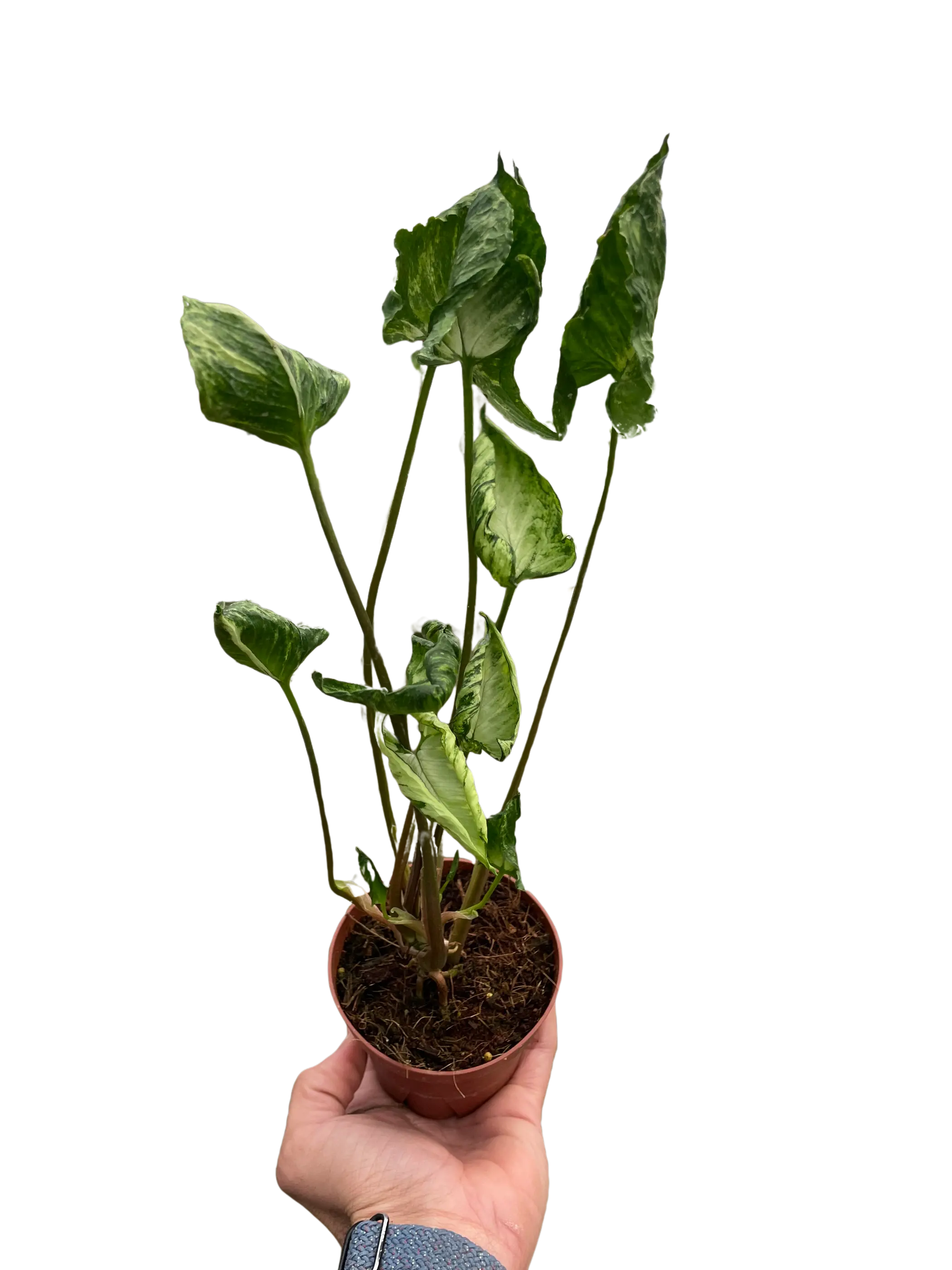 Syngonium 'Godzilla' House Plant Wholesale