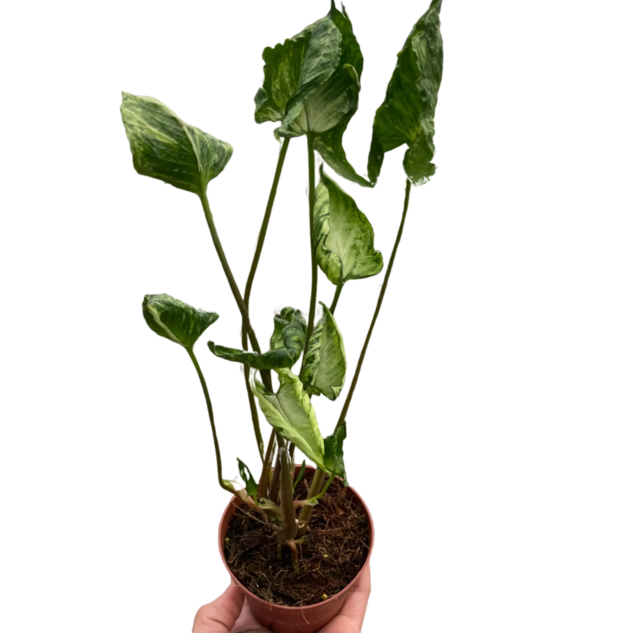 Syngonium 'Godzilla' House Plant Wholesale