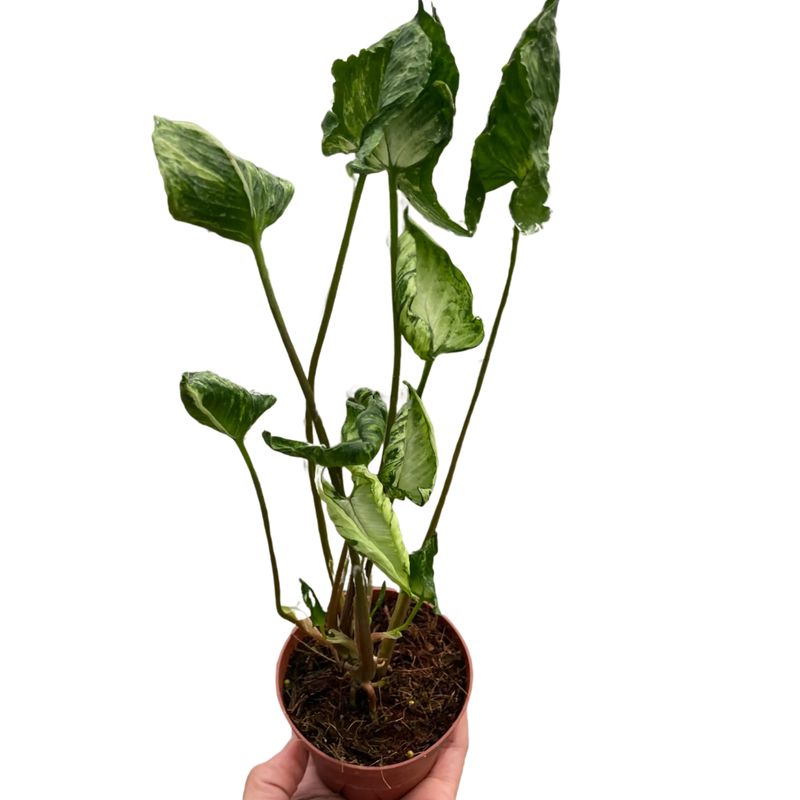 Syngonium 'Godzilla' House Plant Wholesale