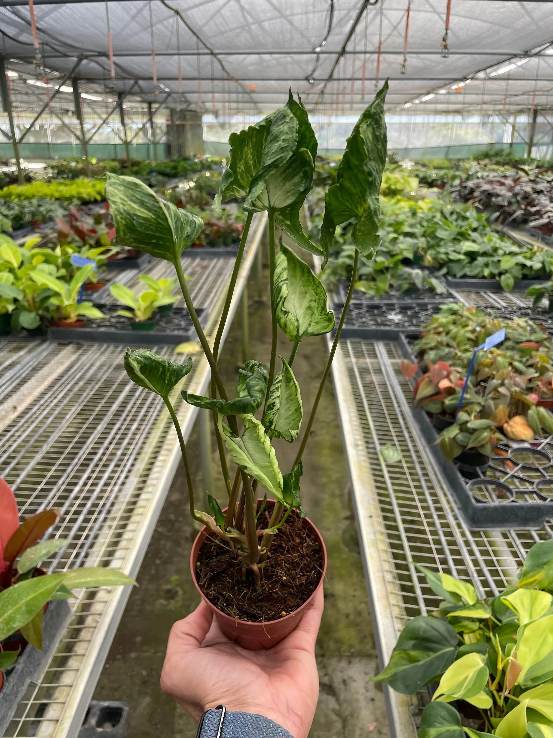 Syngonium 'Godzilla' House Plant Wholesale