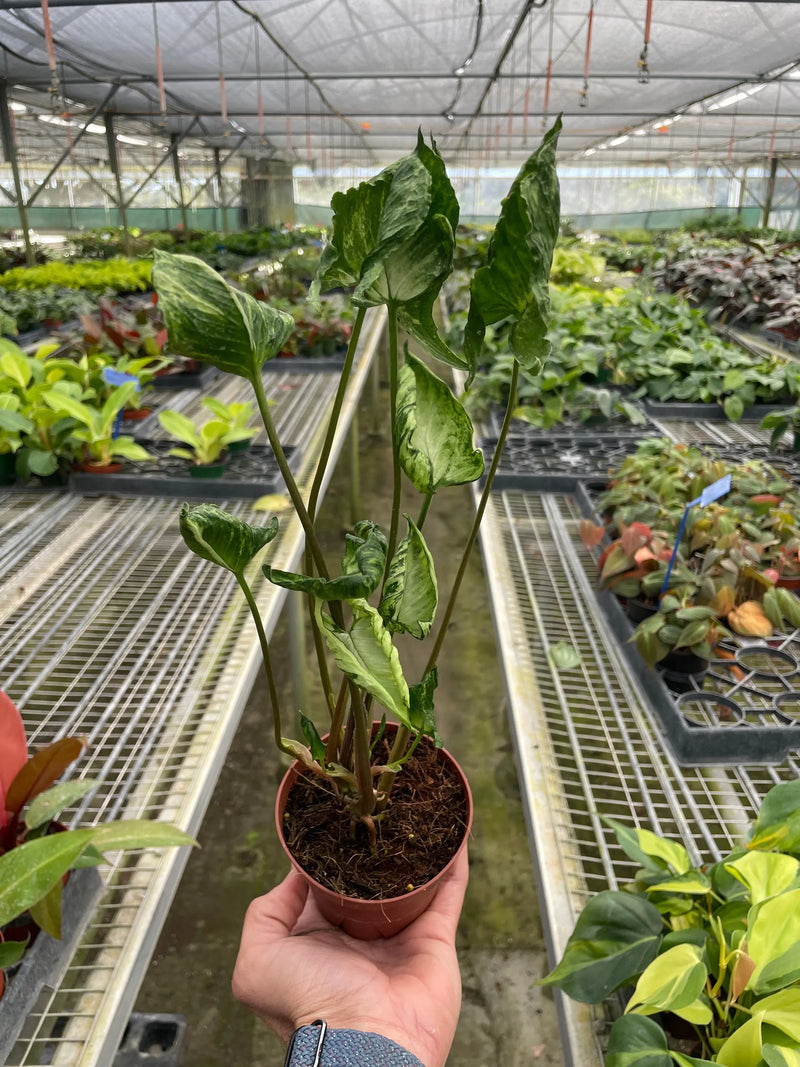 Syngonium 'Godzilla' House Plant Wholesale