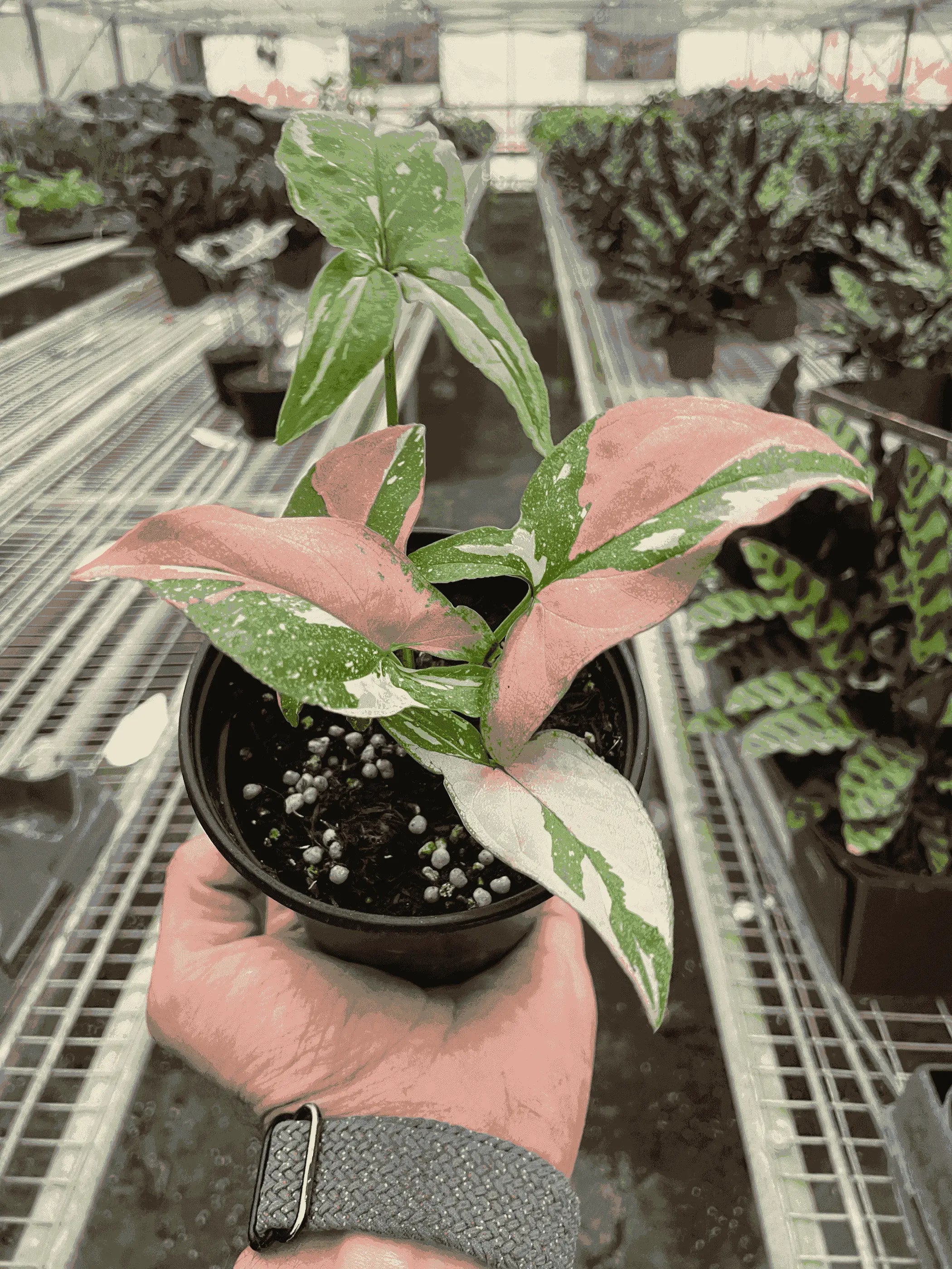 Syngonium 'Tricolor' House Plant Wholesale