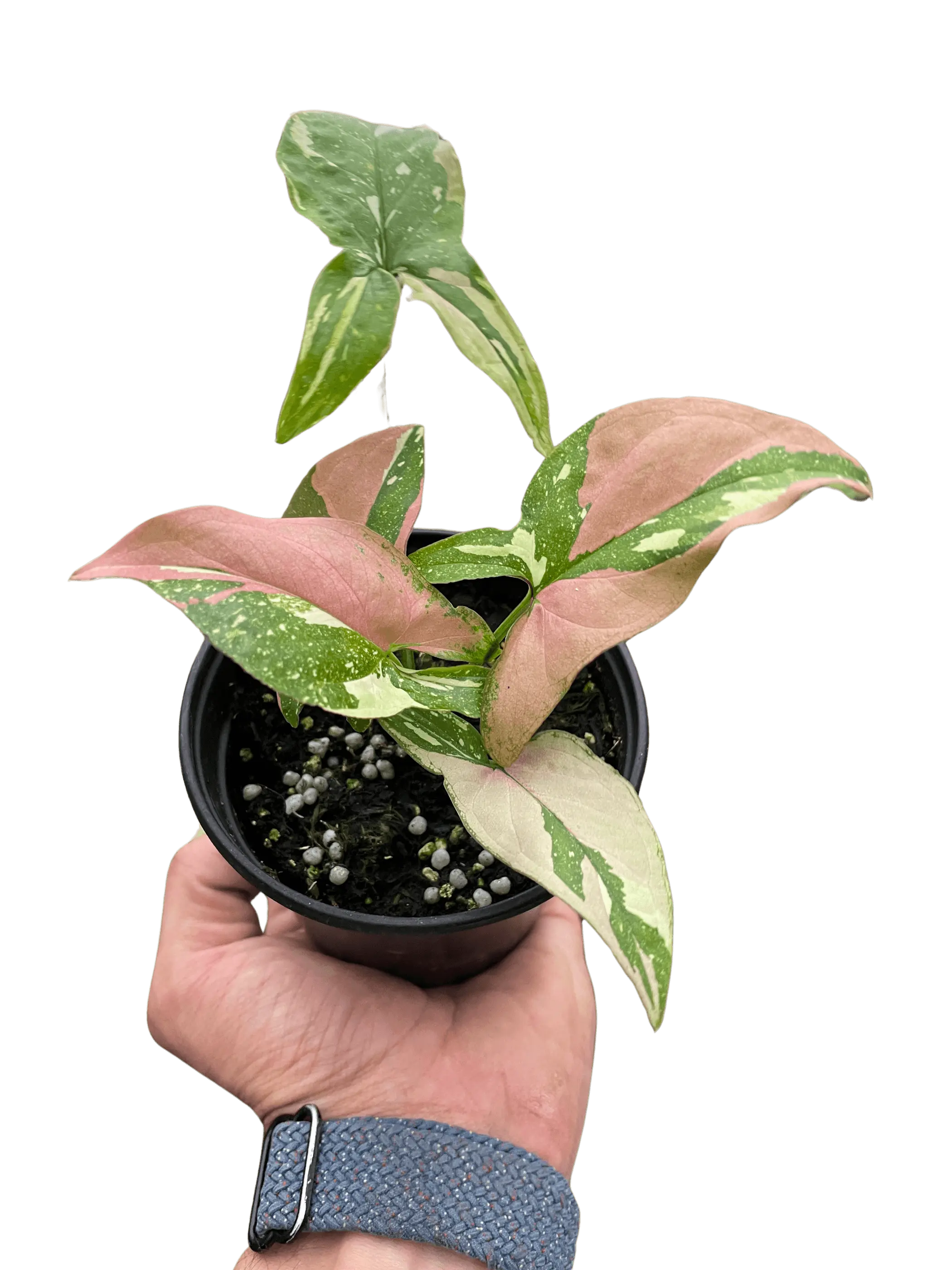 Syngonium 'Tricolor' House Plant Wholesale