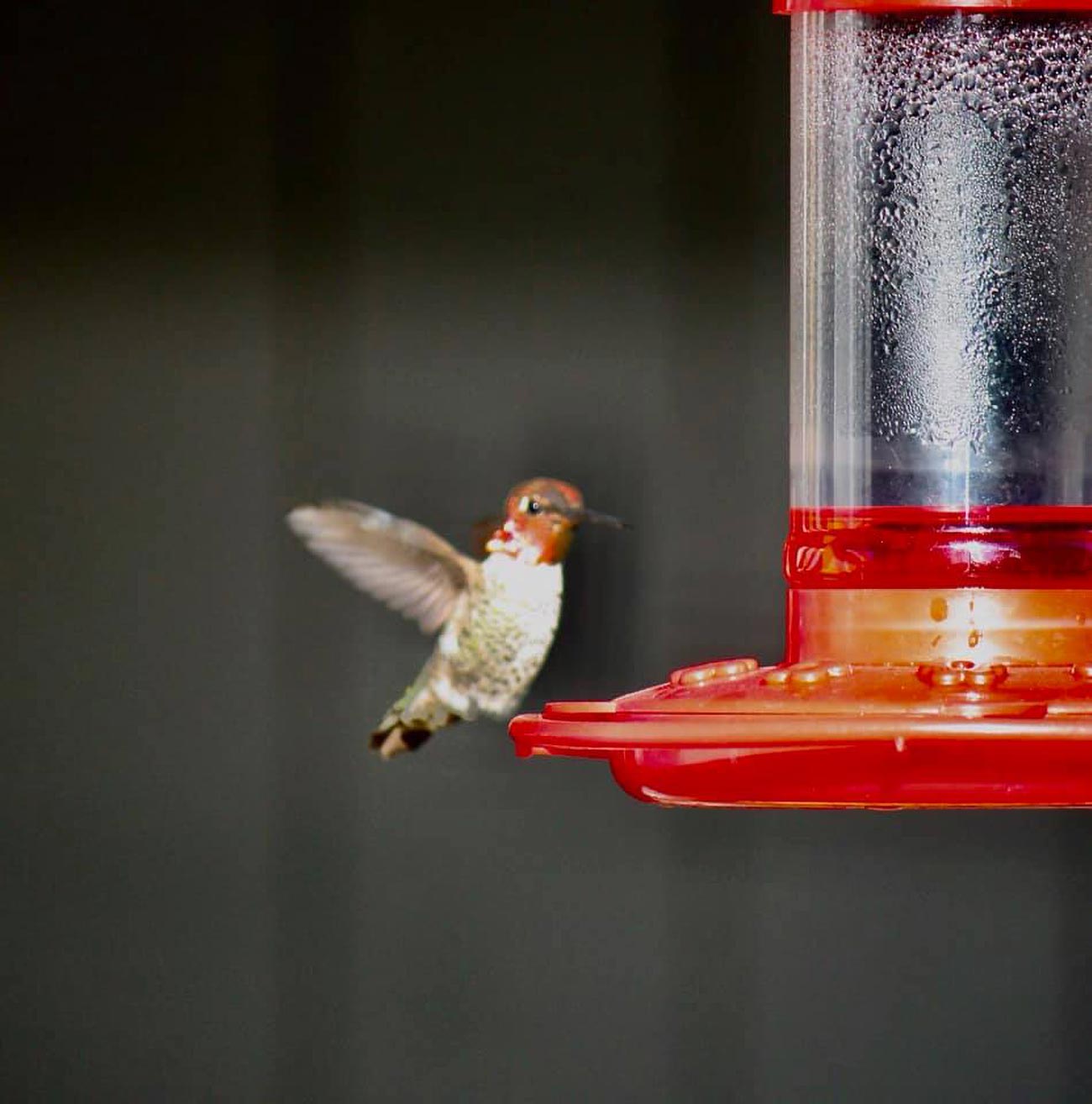 First Nature 16oz Hummingbird Feeder - Home & Garden