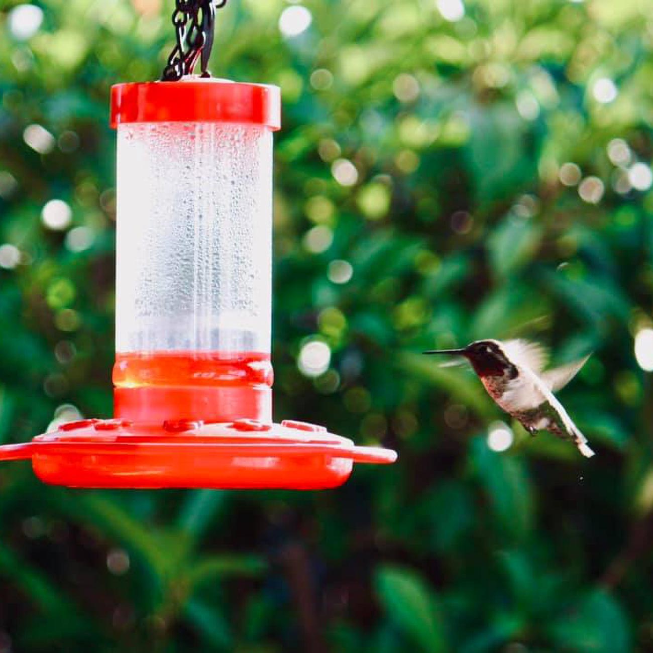 First Nature 16oz Hummingbird Feeder - Home & Garden