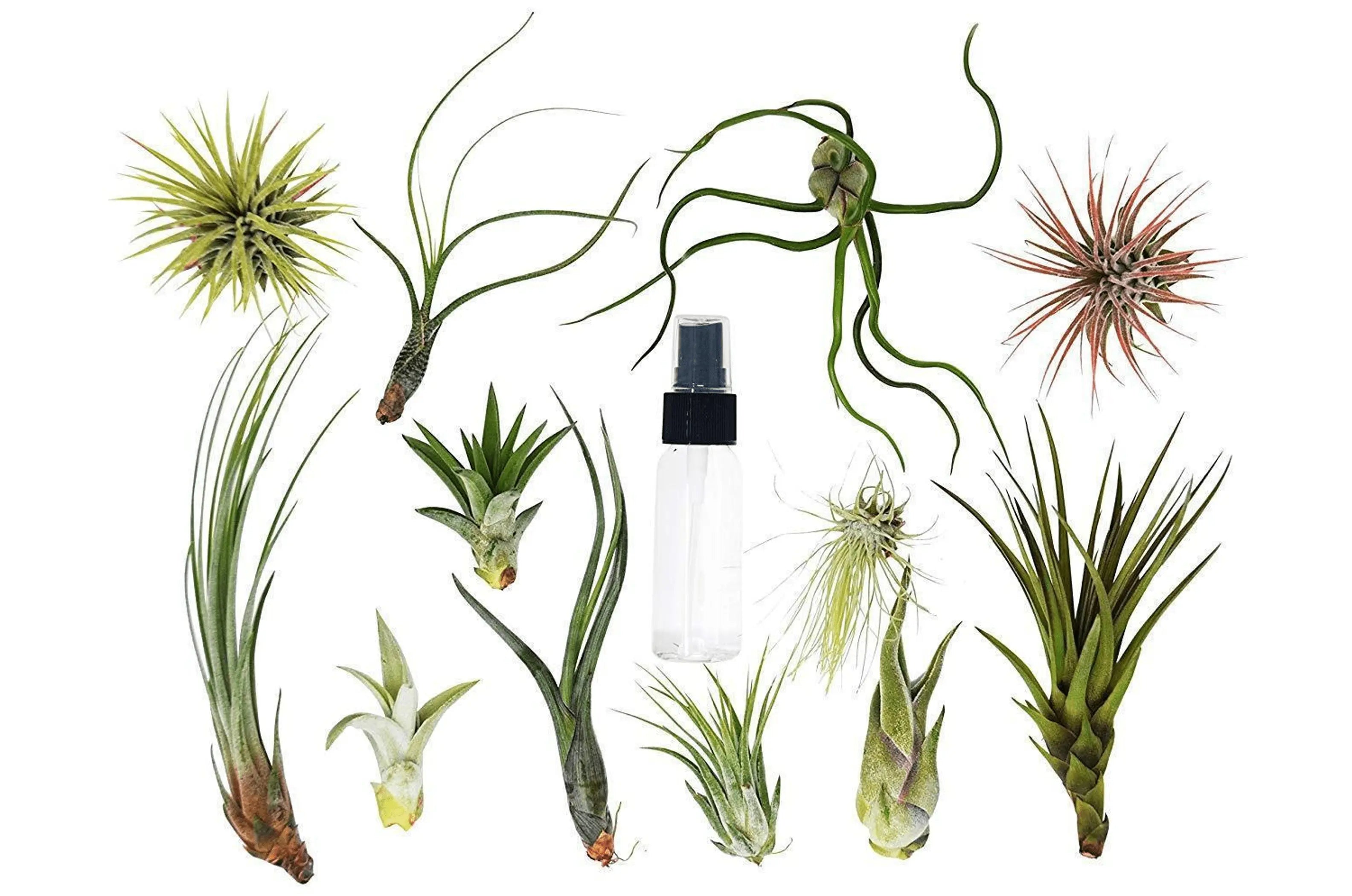 Tillandsia Air Plant Variety Pack w/ Spray Bottle House Plant Wholesale