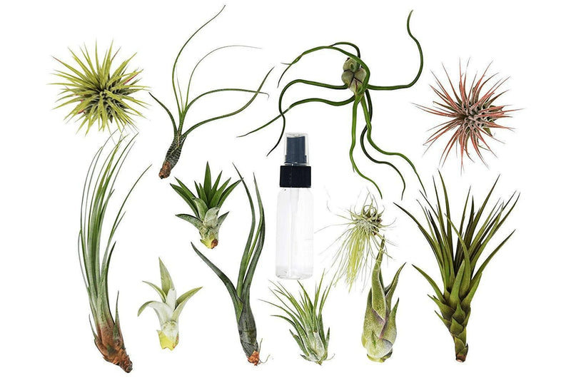 Tillandsia Air Plant Variety Pack w/ Spray Bottle House Plant Wholesale