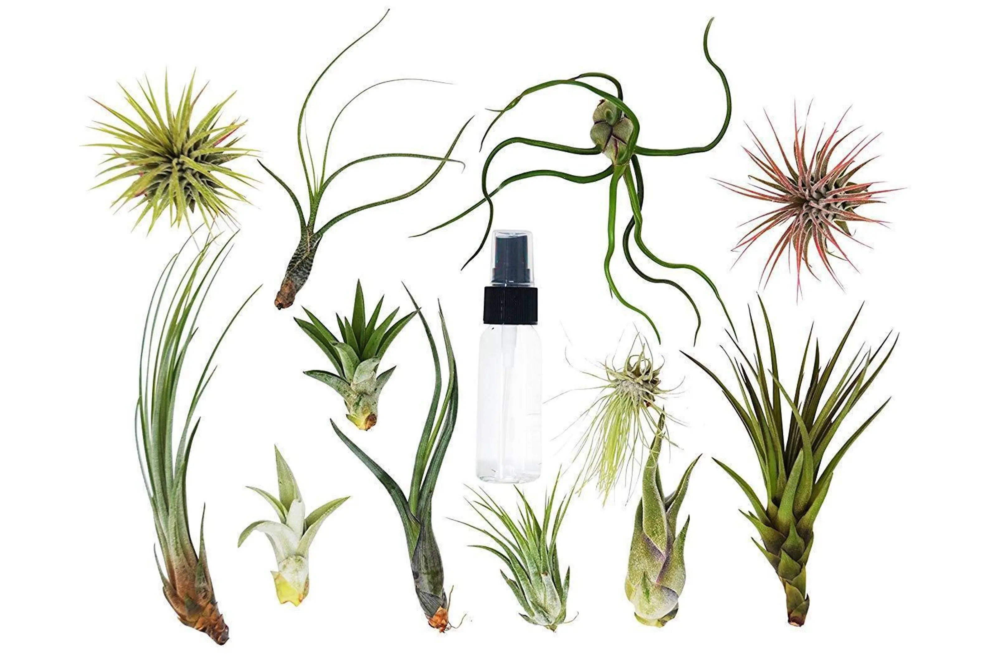 Assorted air plants in various green shades, with a clear spray bottle, perfect for home decor and easy maintenance.
