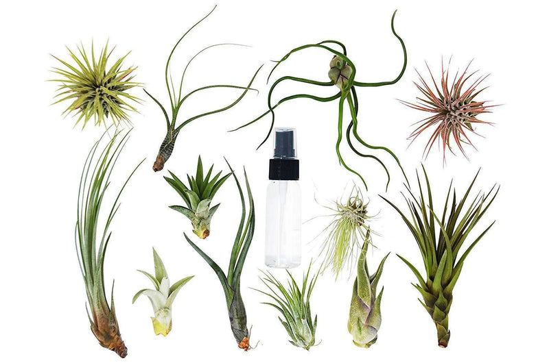 Assorted air plants in various green shades, with a clear spray bottle, perfect for home decor and easy maintenance.