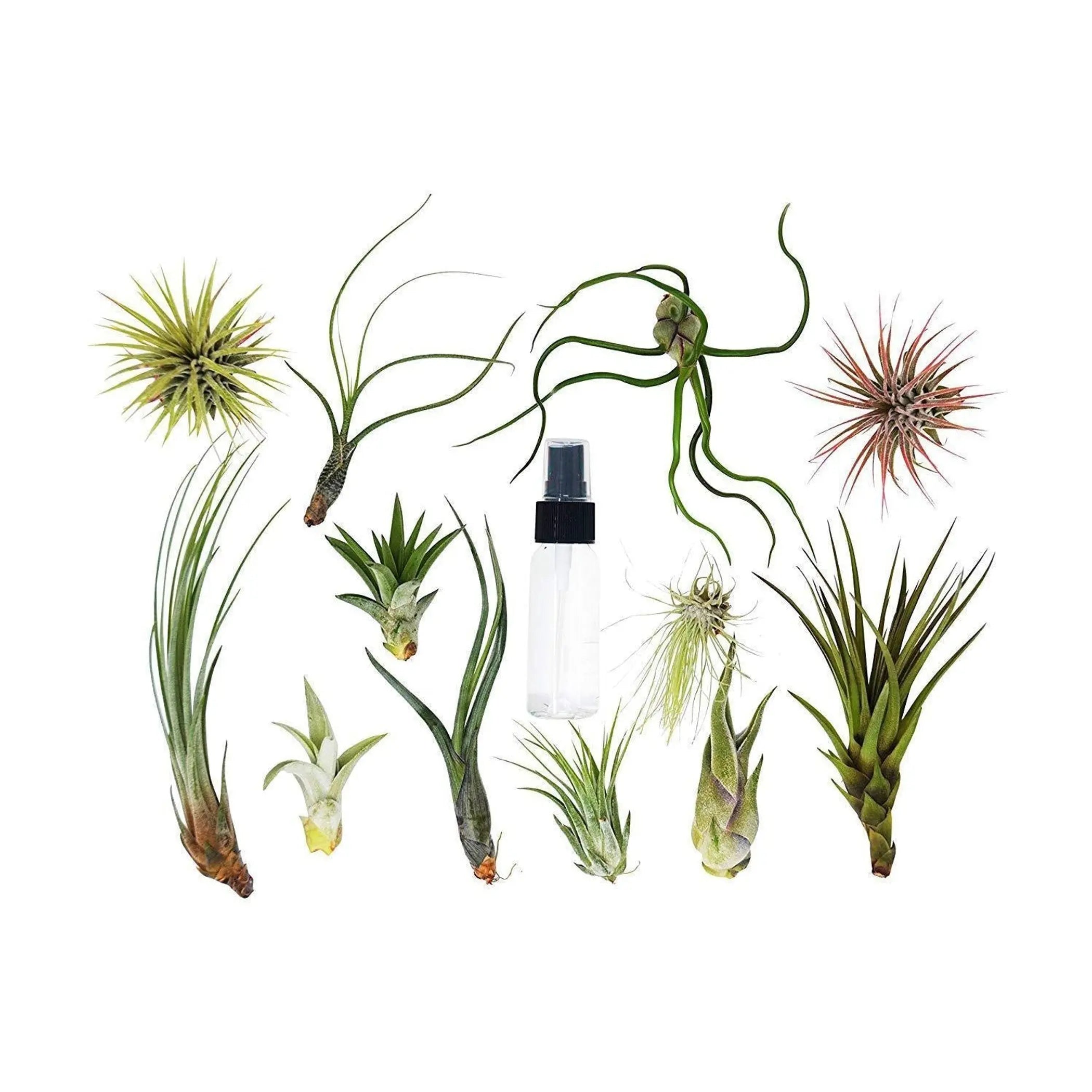 Tillandsia Air Plant Variety w/ Spray - 6 Pack House Plant Dropship