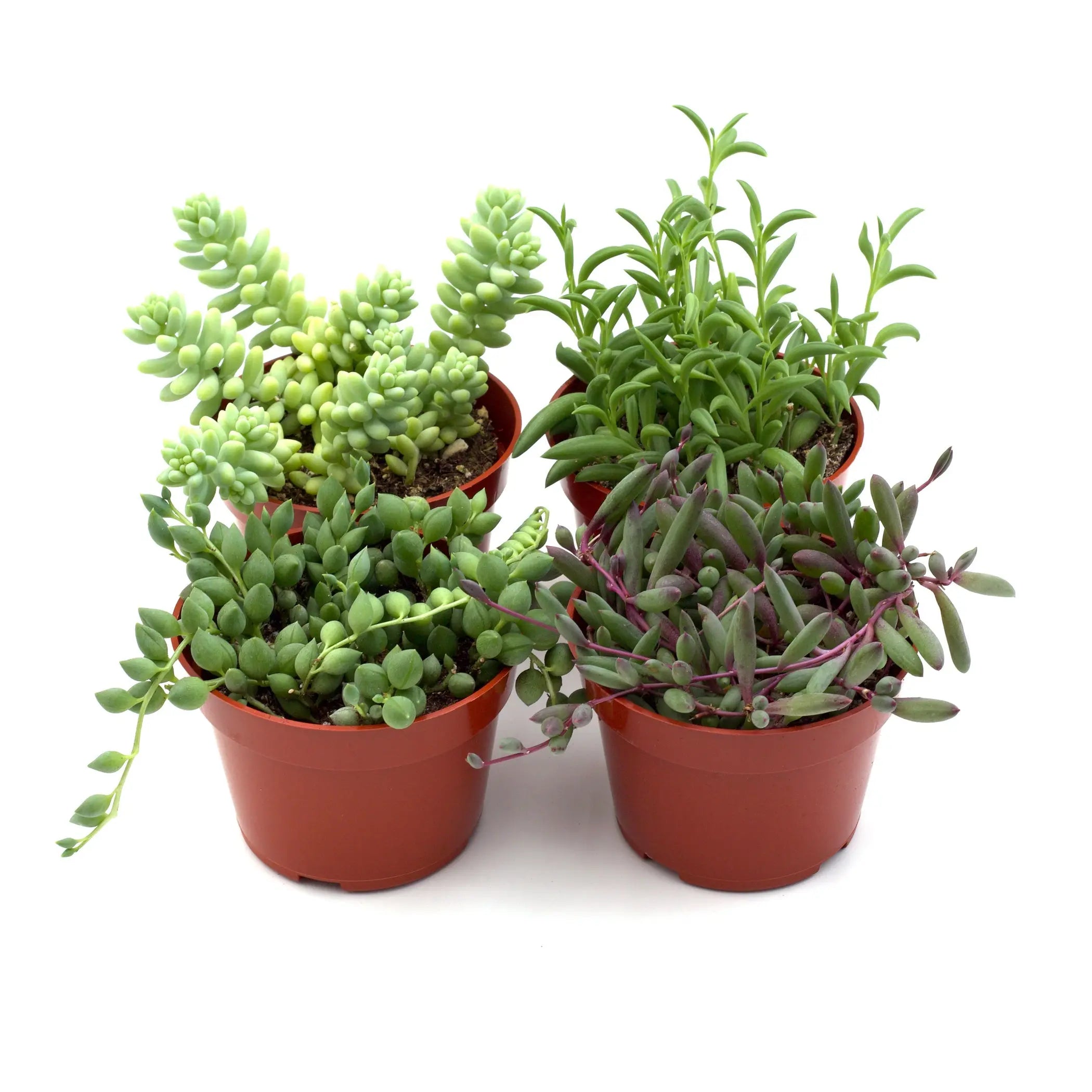 Trailing Succulents House Plant Wholesale