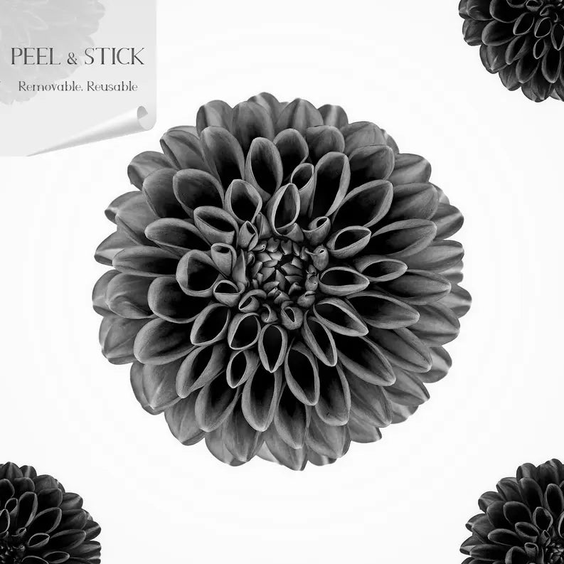 Black dahlia flower wall decal, peel and stick, removable and reusable, adds elegant decor to any space.