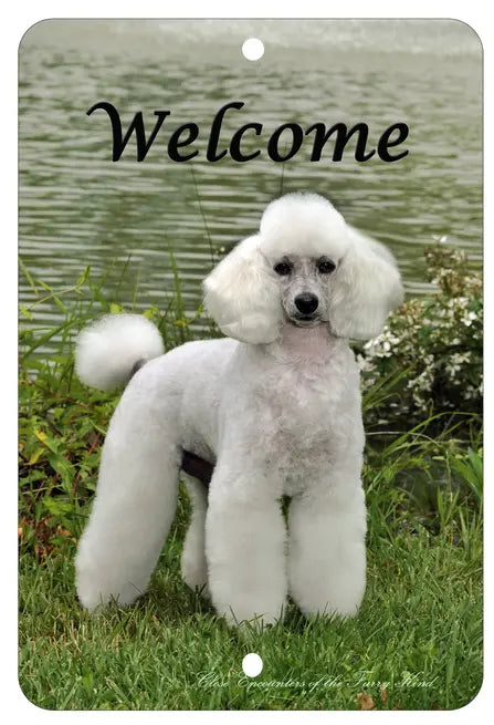 White Poodle - Best of Breed  Indoor/Outdoor Aluminum Sign Best of Breed