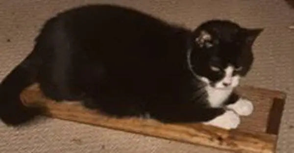 Wooden Cat Scratcher Cat Scratcher Guy
