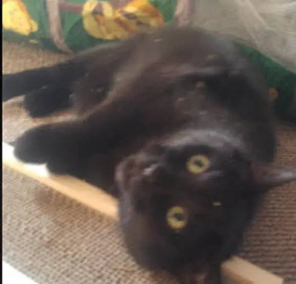 Wooden Cat Scratcher Cat Scratcher Guy