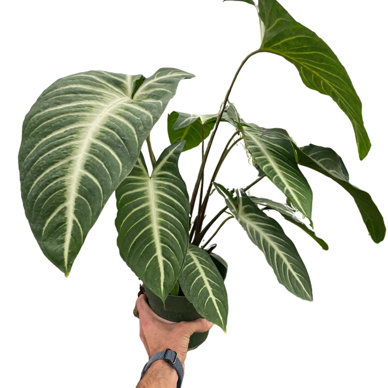 Xanthosoma 'Lendenii' House Plant Wholesale