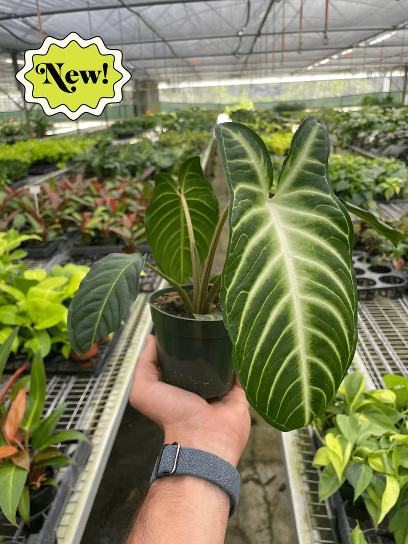 Xanthosoma 'Lendenii' House Plant Wholesale