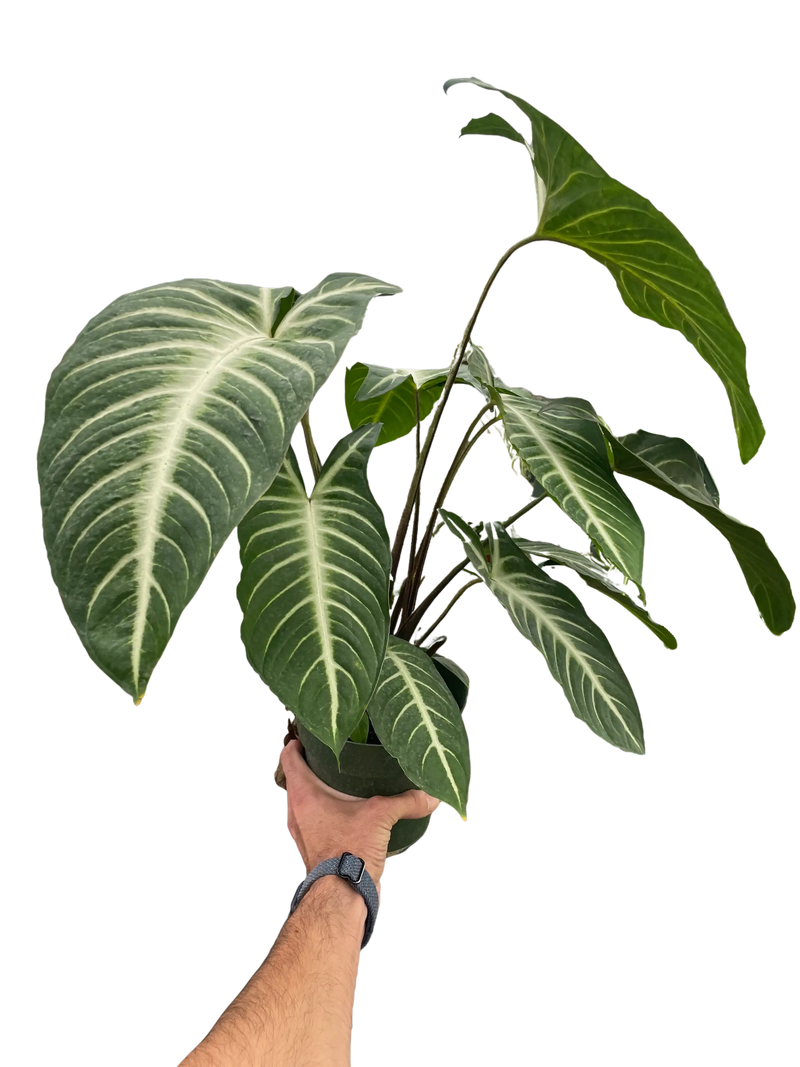 Xanthosoma 'Lendenii' House Plant Wholesale