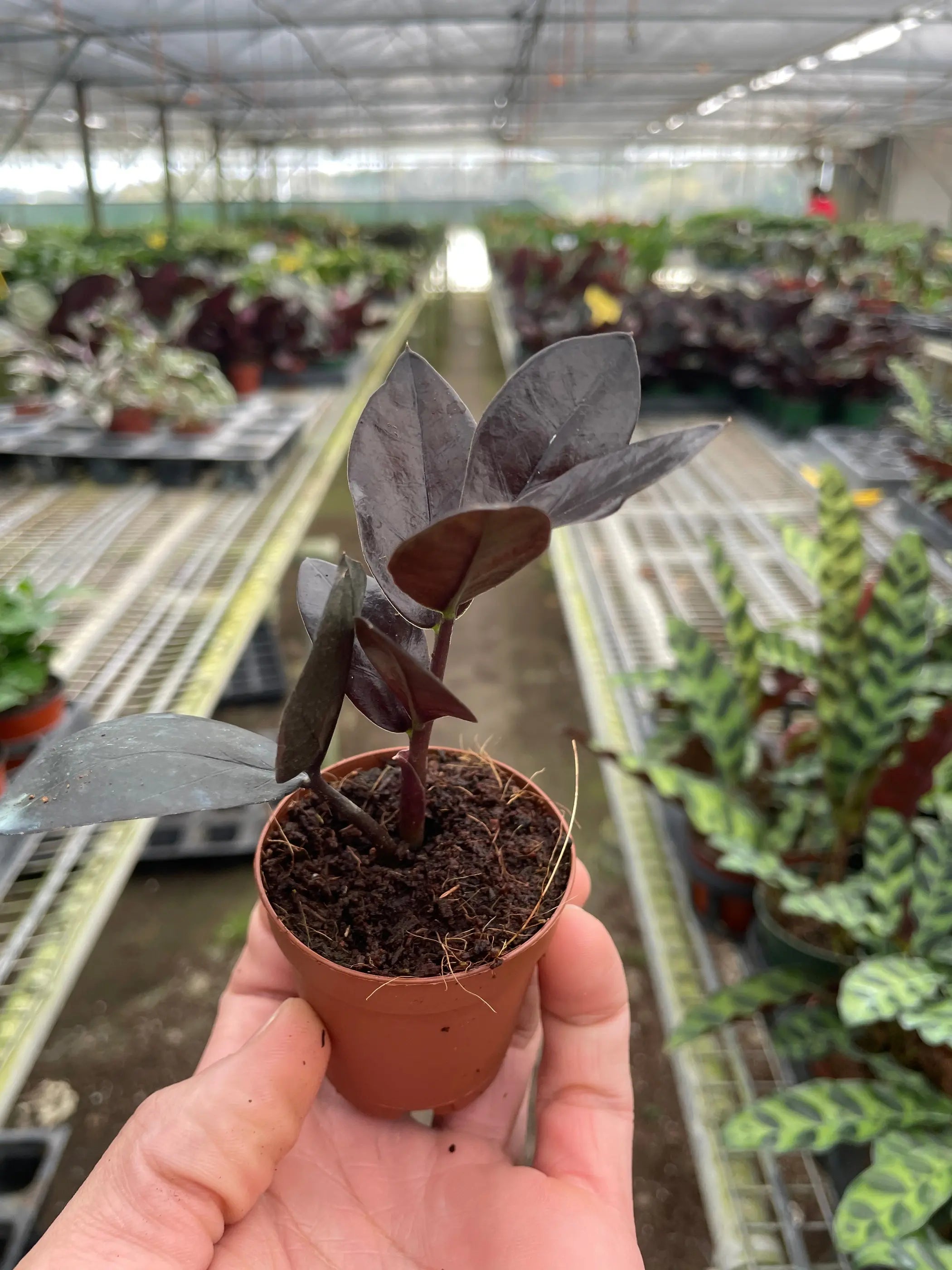 ZZ Zamioculcas 'Black Queen' House Plant Wholesale
