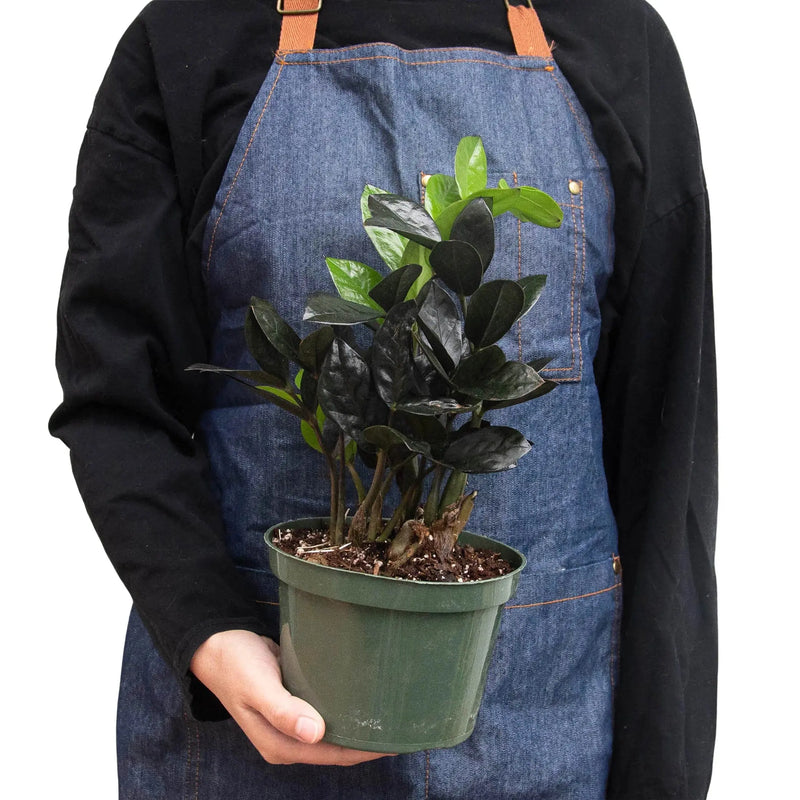 ZZ Zamioculcas 'Black Queen' House Plant Wholesale