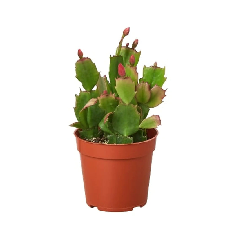 Zygocactus 'Christmas Cactus' House Plant Wholesale
